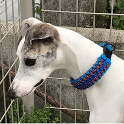 ウイペット、イタグレなど首の細い犬種用　バックルタイプ首輪　(内径３２cm) 2枚目の画像