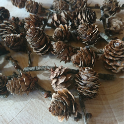 カラマツ 松ぼっくり 30個 枝つき その他素材 もくもくれん 通販