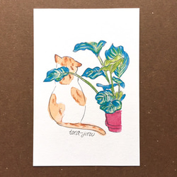 【猫のイラスト】はがき・ポストカード ［猫と植物シリーズ］4種類セット 2枚目の画像