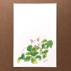 【猫のイラスト】はがき・ポストカード ［猫と植物シリーズ］4種類セット 5枚目の画像