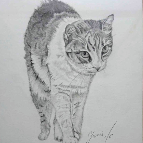 向かってくる猫の鉛筆画 イラスト しーさん(他サイト取引有) 通販