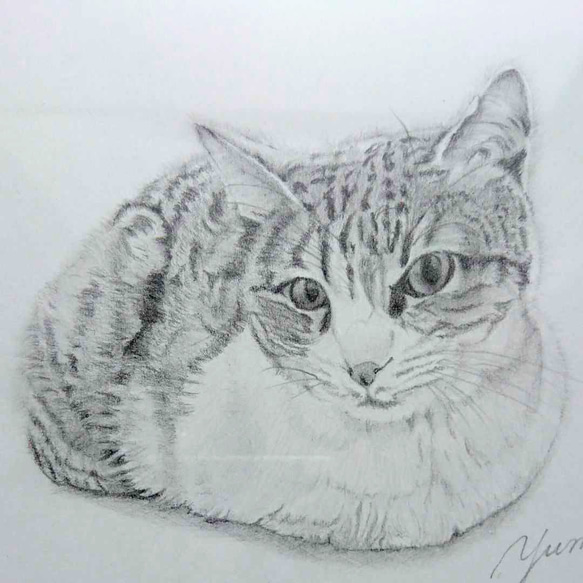 メルカリにて完売】猫の鉛筆画3 イラスト しーさん(他サイト取引有