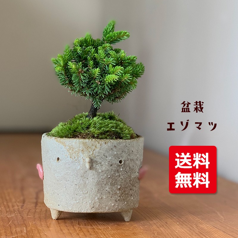 エゾマツ？鉢付き盆栽