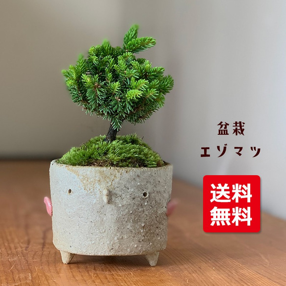 赤蝦夷松素材実生寄せ植え用恋太郎様用