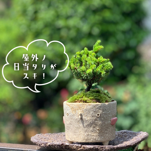 もこもこして細やかな葉が魅力【エゾマツのミニ盆栽 鉢 真山茜
