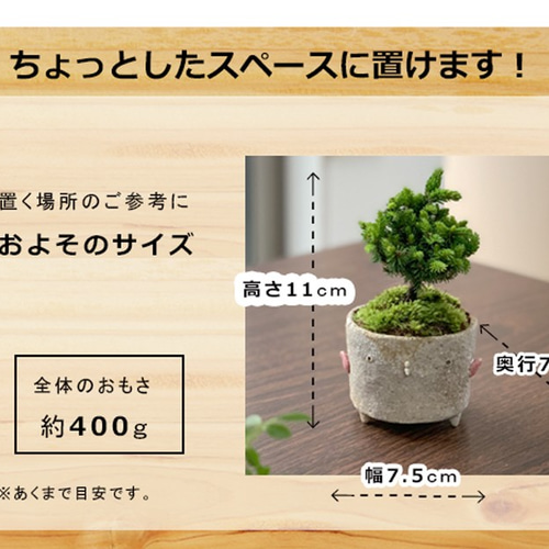 エゾマツ？鉢付き盆栽 盆栽 エゾマツ 蝦夷松 鉢 真山茜 細やかな葉 一年中葉が楽しめる