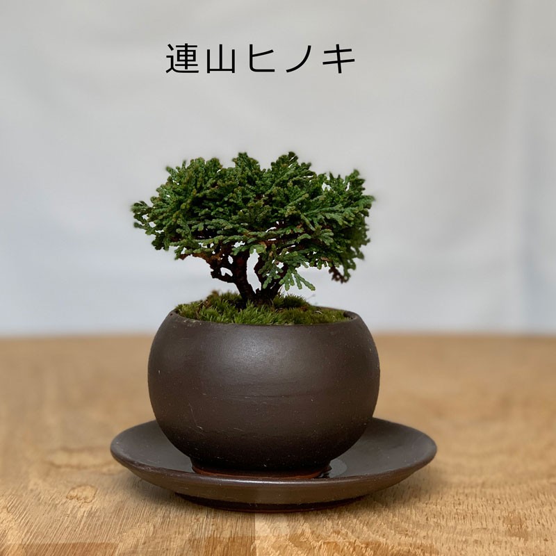 オーダー専用＊ドットマンダラアート＆鉢 セット 【公式通販】