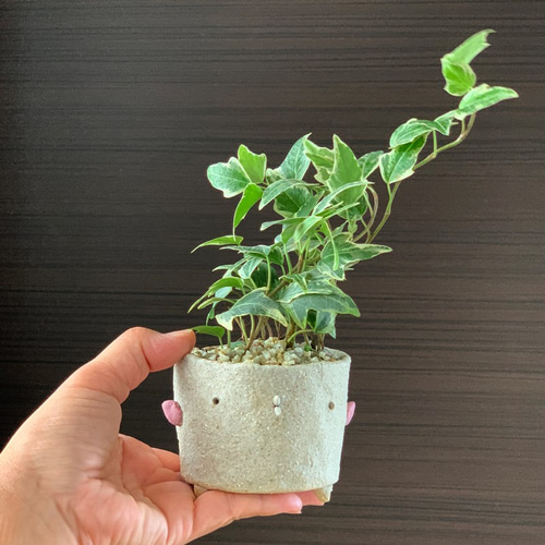 育てやすく流れる葉が優しい雰囲気【アイビーのミニ盆栽 鉢（炭化焼き