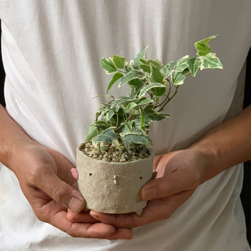 育てやすく流れる葉が優しい雰囲気【アイビーのミニ盆栽 鉢（炭化焼き