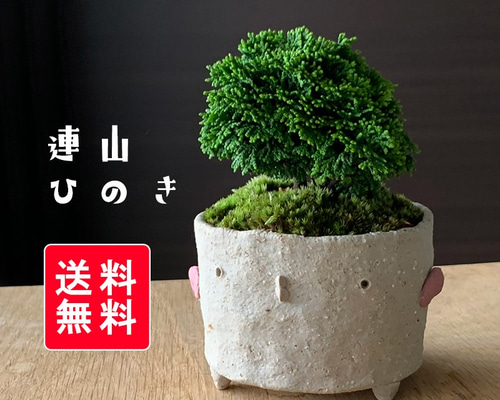 楽天市場】盆栽 桧 連山桧 樹高 約7～8cm ひのき Chamaecyparis