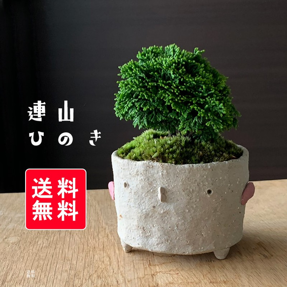 盆栽 鉢 燿山 ミニ盆栽鉢 小品盆栽鉢 山野草鉢 女々し 苔鉢 盆栽 鉢 燿山 ミニ盆栽鉢 小品盆栽鉢 山野草鉢 女々し 苔鉢