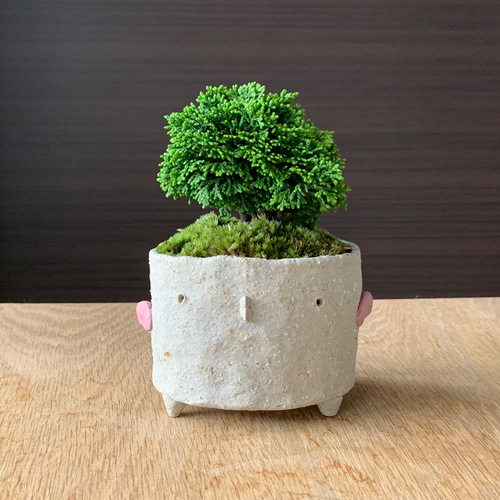 盆栽 連山桧/盆栽、多肉植物、塊根植物、観葉植物通販/KIDORI