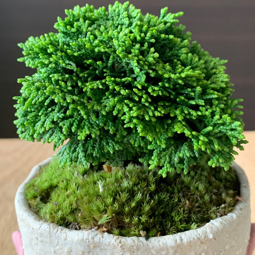 こんもりした葉が魅力の常緑【連山ヒノキのミニ盆栽 鉢 真山茜