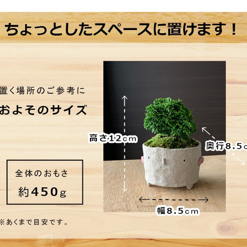 光峰　風景画　盆栽鉢　ミニ盆栽　盆栽　鉢　盆栽小鉢 盆栽鉢 植木鉢 ミニ盆栽 こんもりした葉が魅力の常緑【連山ヒノキのミニ盆栽 鉢 真山茜