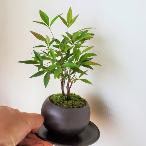 春から秋は葉が緑色】紅葉がきれい！いにしえの和をお届けします【南天