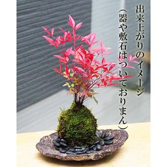 【春から秋は葉が緑色】ご自宅で苔玉を作ってみませんか？【苔玉キット　苗付（南天）手袋付き】 3枚目の画像