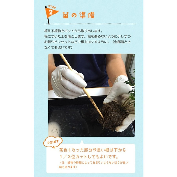 【春から秋は葉が緑色】ご自宅で苔玉を作ってみませんか？【苔玉キット　苗付（南天）手袋付き】 6枚目の画像