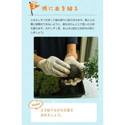 【春から秋は葉が緑色】ご自宅で苔玉を作ってみませんか？【苔玉キット　苗付（南天）手袋付き】 7枚目の画像