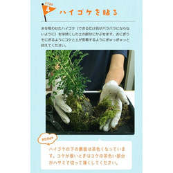 【春から秋は葉が緑色】ご自宅で苔玉を作ってみませんか？【苔玉キット　苗付（南天）手袋付き】 8枚目の画像