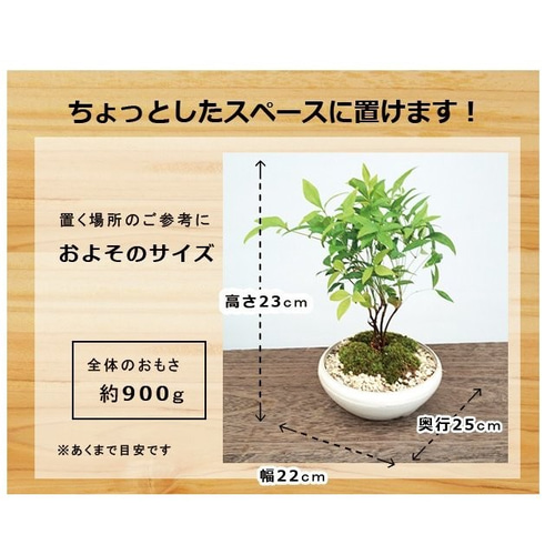 春から秋は葉が緑色】紅葉（こうよう）がきれい！いにしえの和をお届け