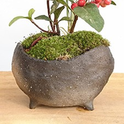 実がなったり花が咲いたり！変化を楽しむ【ヤブコウジ（十両）の盆栽