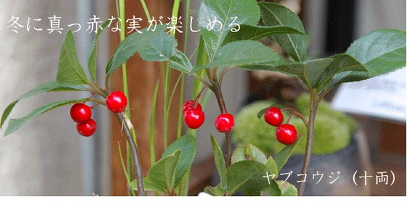 実がなったり花が咲いたり！変化を楽しむ【ヤブコウジ（十両）の盆栽（鉢　真山茜）】 9枚目の画像