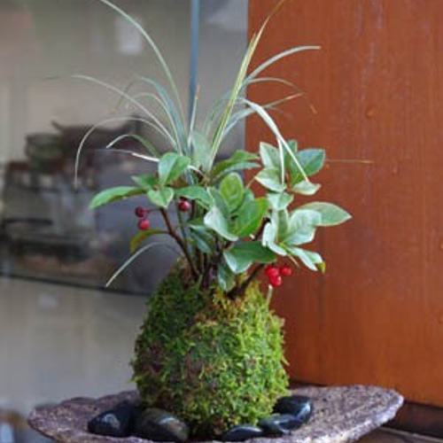 現在葉姿】実（み）がなったり花が咲いたり！【ヤブコウジ（十両）の苔