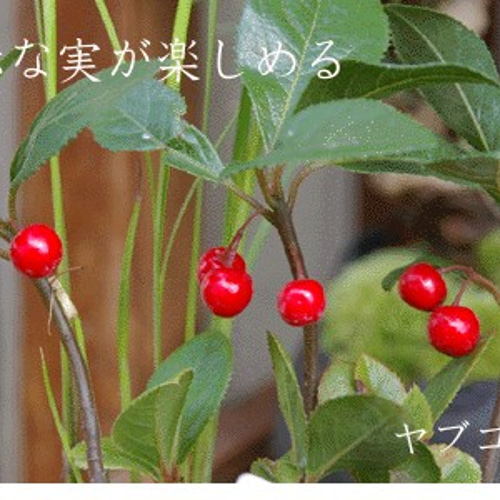 現在葉姿】実（み）がなったり花が咲いたり！【ヤブコウジ（十両）の苔