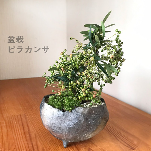 現在葉姿（実なし）秋から冬に色づく実、初夏の花を楽しむ【ピラカンサ