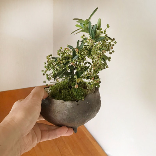 秋から冬に色づく実、初夏の花を楽しむ【ピラカンサの盆栽（鉢 真山茜