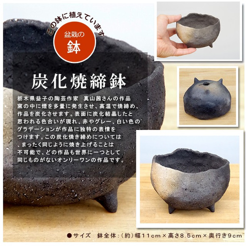 現在葉姿（実なし）秋から冬に色づく実、初夏の花を楽しむ【ピラカンサ