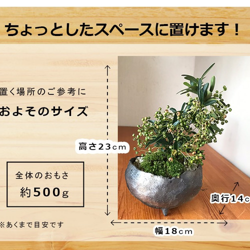 秋から冬に色づく実、初夏の花を楽しむ【ピラカンサの盆栽（鉢 真山茜