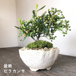 盆栽鉢　陶翠眞山時代盆栽鉢ミニ盆栽鉢小品盆栽鉢長方鉢山野草サボテン多肉植物 盆栽鉢 のおすすめ人気通販 検索結果｜Creema(クリーマ