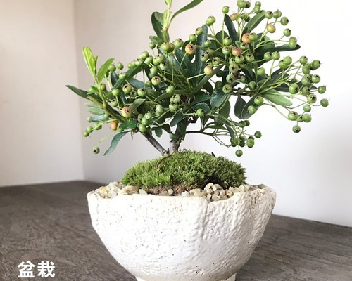 0_f173d81da692a60c3bdc7e15c952