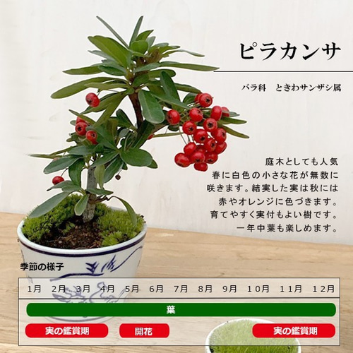 盆栽　自然石付き斑入りビラカンサ　見応えあり　実がいっぱい　前後どちらからも❣️ 現在葉姿（実なし）秋から冬に色づく実、初夏の花を楽しむ【ピラカンサ