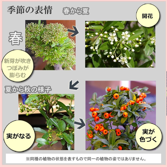 【現在実なし】秋から冬に色づく実、初夏の花を楽しむ【ピラカンサの盆栽（（万古白鉢）】実がなる 花が咲く ピラカンサス 4枚目の画像