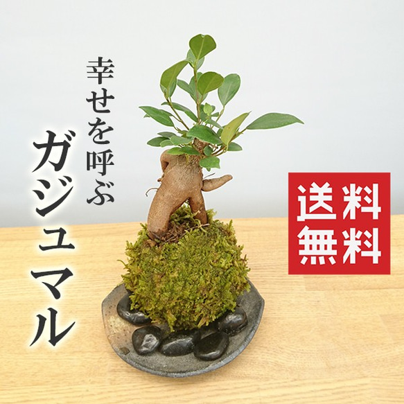 苔玉 盆栽 独特の樹形が人気。多幸の樹とも呼ばれ花言葉は健康