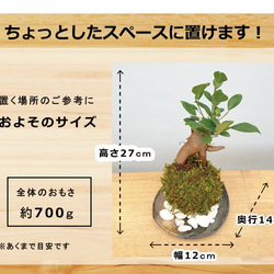 苔玉 盆栽 独特の樹形が人気。多幸の樹とも呼ばれ花言葉は健康【ガジュマルの苔玉・黒備前器・敷石セット】 5枚目の画像