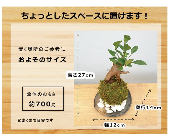 苔玉 盆栽 独特の樹形が人気。多幸の樹とも呼ばれ花言葉は健康【ガジュマルの苔玉・黒備前器・敷石セット】 5枚目の画像