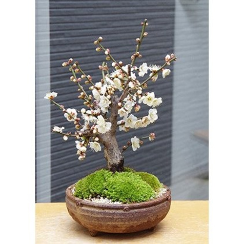 端正で香りよい花が人気の梅白梅（はくばい）の盆栽（焼締灰鉢）下皿