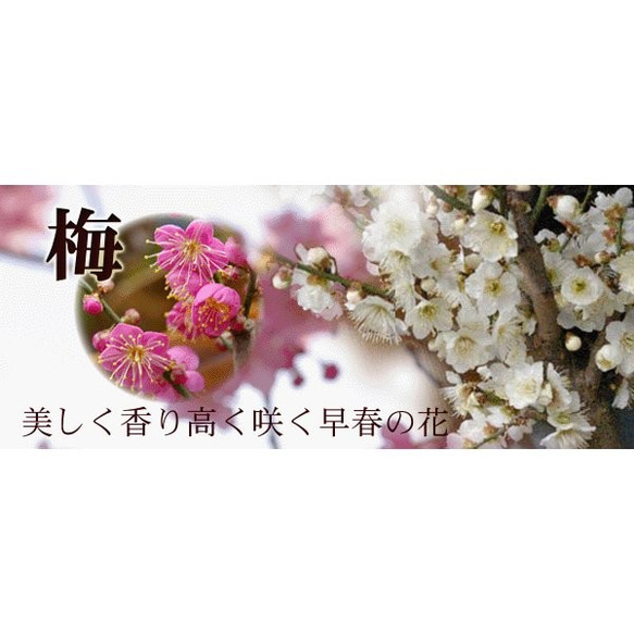 【2024年開花終了】香りよい花が人気の梅【白梅（はくばい）の盆栽　信楽焼茶鉢】 6枚目の画像