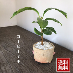 コーヒーノキにチビドリをコラボのミニ盆栽　鉢　真山茜 1枚目の画像