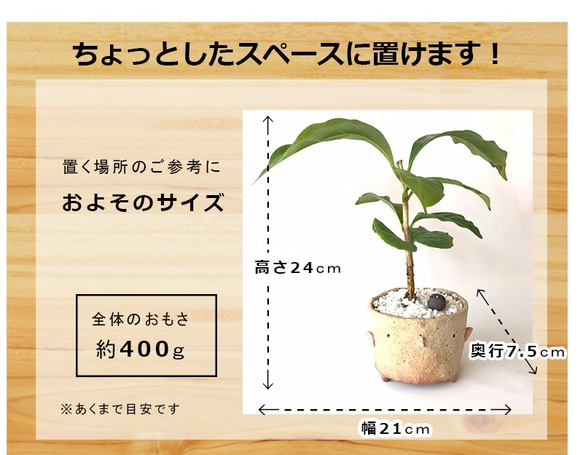 コーヒーノキにチビドリをコラボのミニ盆栽　鉢　真山茜 7枚目の画像