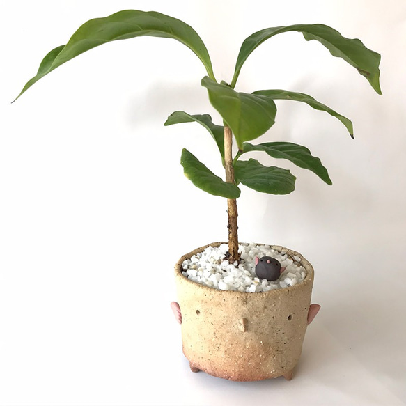 コーヒーノキにチビドリをコラボのミニ盆栽　鉢　真山茜 9枚目の画像