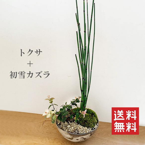 ふんわりやさしい雰囲気の寄せ植え盆栽【トクサ・初雪カズラの盆栽
