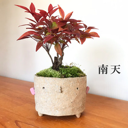 春から秋は葉が緑色】冬の紅葉が美しい 南天のミニ盆栽 炭化焼き締め