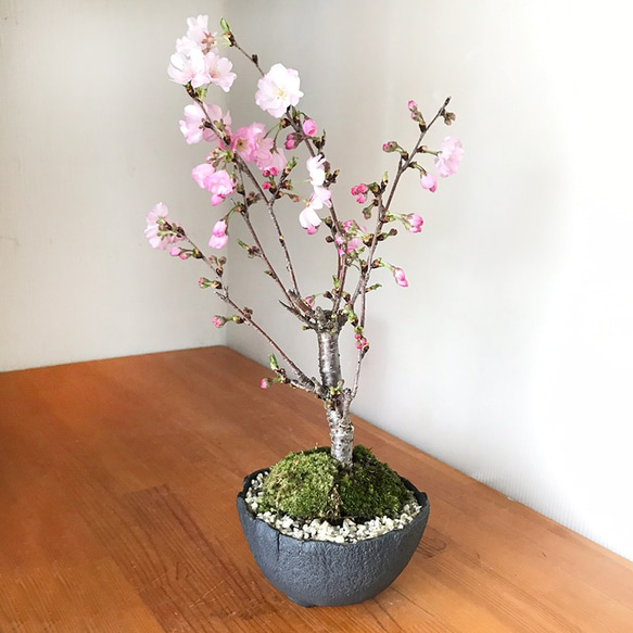 徒歩0分のお花見。八重咲【桜（八重の輝き）の盆栽（万古黒丸深鉢