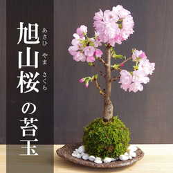 土日限定値下げ【新品未使用未開封】大きい桜の造花 61EN4LfPkyL._AC_UF350,