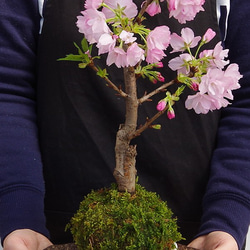 【2024年開花終了】徒歩0分のお花見を楽しむ。心和む景色をおとどけします【桜（旭山桜）の苔玉・くらま器セット】 2枚目の画像