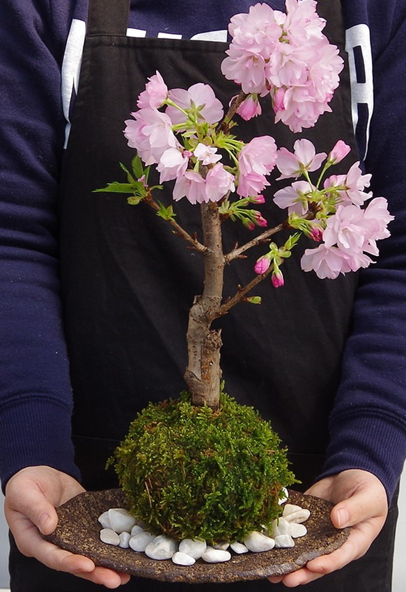 【2024年開花終了】徒歩0分のお花見を楽しむ。心和む景色をおとどけします【桜（旭山桜）の苔玉・くらま器セット】 2枚目の画像